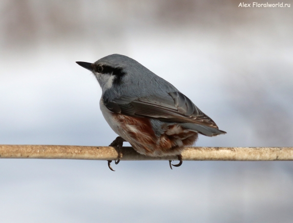  Sitta europaea
Ключевые слова: Sitta europaea