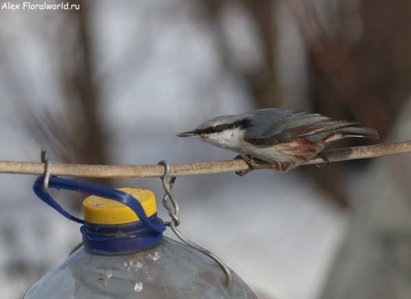  Sitta europaea
Ключевые слова: Sitta europaea