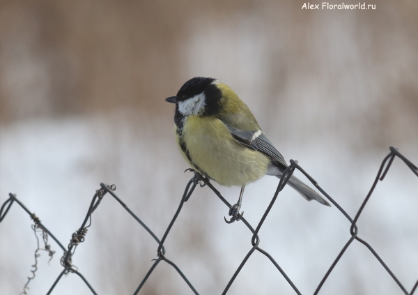 Parus major
Ключевые слова: Parus major