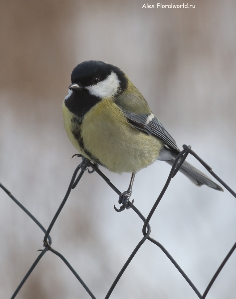 Parus major
Ключевые слова: Parus major