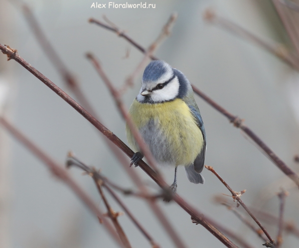 Parus caeruleus
Ключевые слова: Parus caeruleus