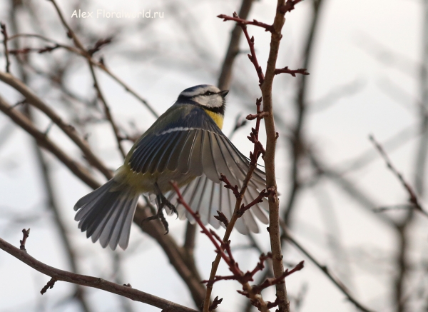 Parus caeruleus
Ключевые слова: Parus caeruleus