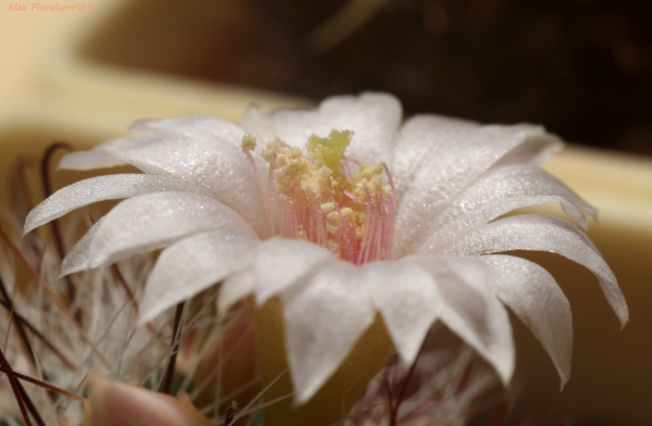 Mammillaria zeilmanniana v. albiflora
Ключевые слова: Mammillaria zeilmanniana v. albiflora