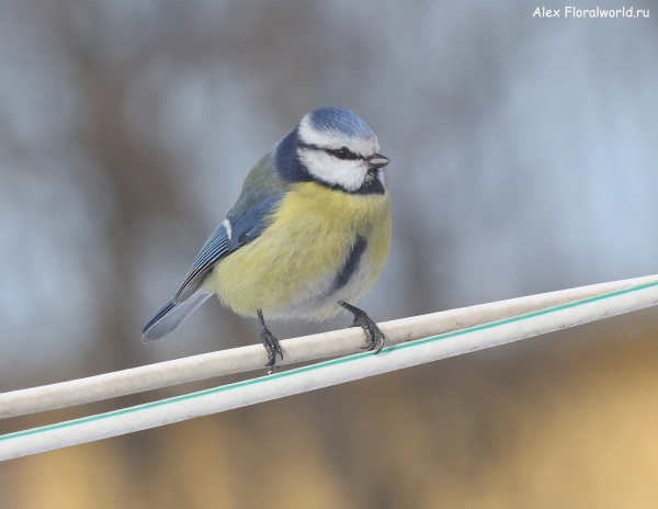 Parus caeruleus
Ключевые слова: Parus caeruleus