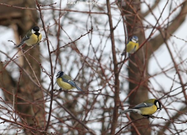 Parus 
Ключевые слова: Parus