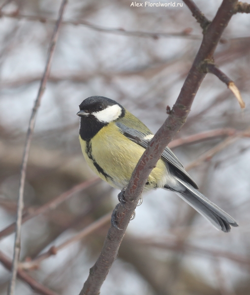 Parus major
Ключевые слова: Parus major