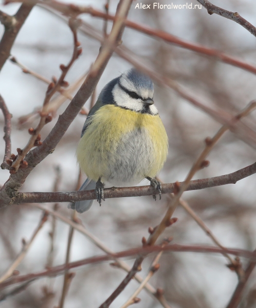 Parus caeruleus
Ключевые слова: Parus caeruleus