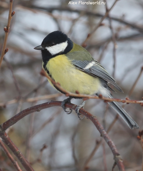 Parus major
Ключевые слова: Parus major