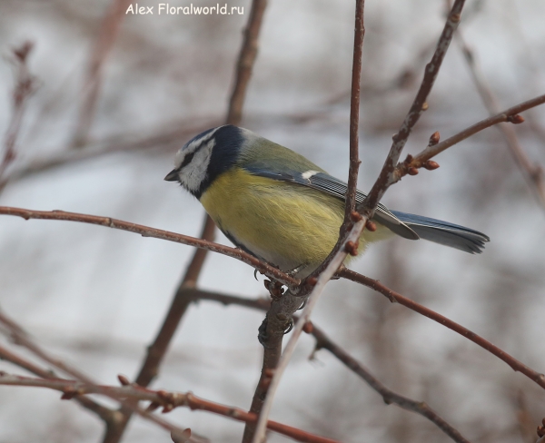 Parus caeruleus
Ключевые слова: Parus caeruleus