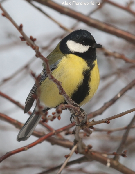 Parus major
Ключевые слова: Parus major