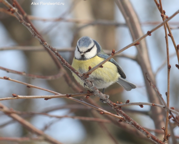 Parus caeruleus
Ключевые слова: Parus caeruleus