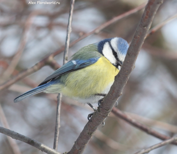 Parus caeruleus
Ключевые слова: Parus caeruleus