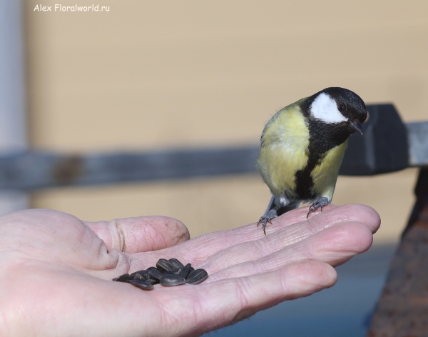 Parus major
Ключевые слова: Parus major