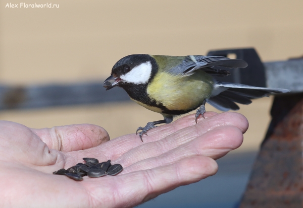 Parus major
Ключевые слова: Parus major