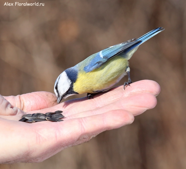 Parus caeruleus
Ключевые слова: Parus caeruleus