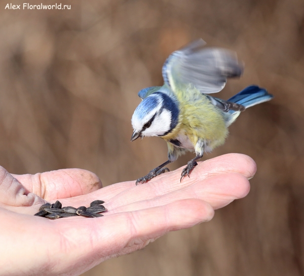 Parus caeruleus
Ключевые слова: Parus caeruleus