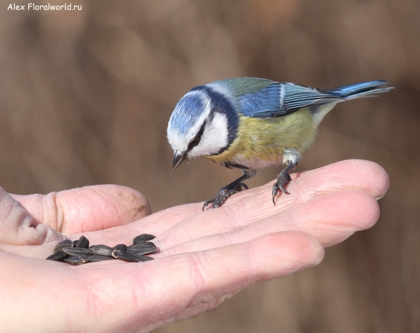 Parus caeruleus
Ключевые слова: Parus caeruleus