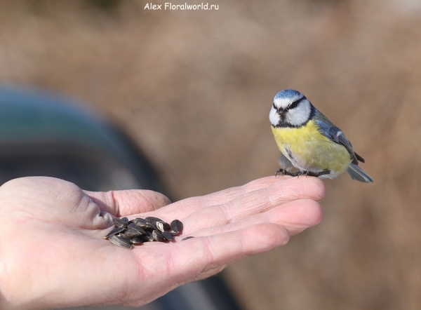 Parus caeruleus
Ключевые слова: Parus caeruleus