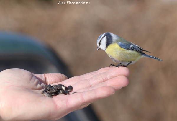 Parus caeruleus
Ключевые слова: Parus caeruleus