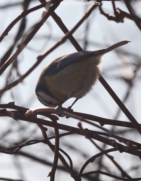 Parus caeruleus
Ключевые слова: Parus caeruleus