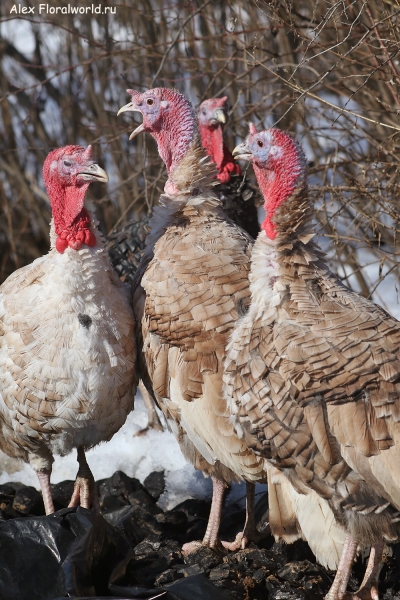 Meleagris gallopavo
Ключевые слова: Meleagris gallopavo