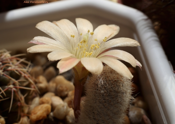Aylostera  heliosa cv Sunrise
Ключевые слова: Aylostera heliosa cv Sunrise