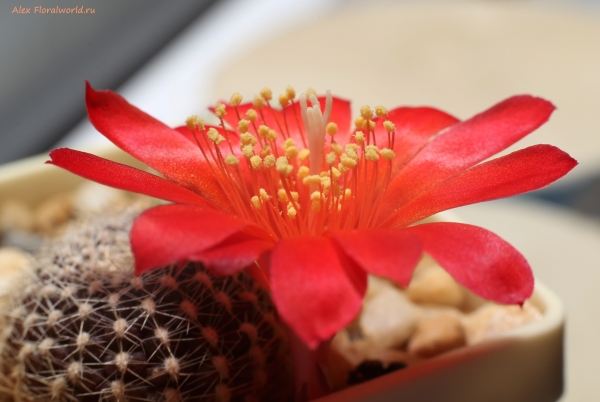 Rebutia sp.
Ключевые слова: Rebutia sp.