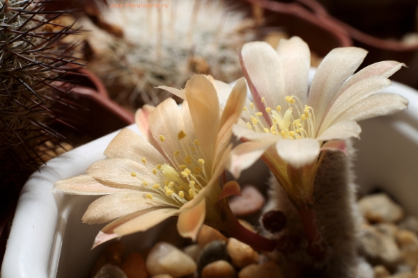 Aylostera heliosa cv Sunrise
Ключевые слова: Aylostera heliosa cv Sunrise