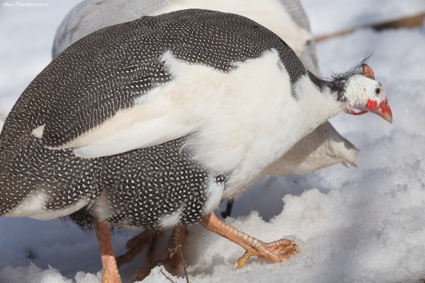  Numida meleagris
Ключевые слова: Numida meleagris