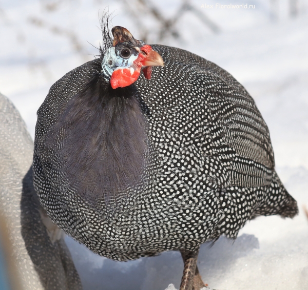  Numida meleagris
Ключевые слова: Numida meleagris