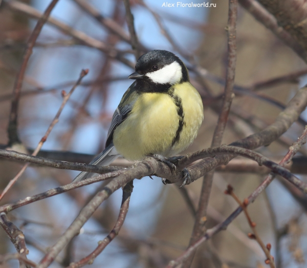 Parus major
Ключевые слова: Parus major