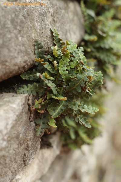 Ceterach officinarum
Ключевые слова: Ceterach officinarum
