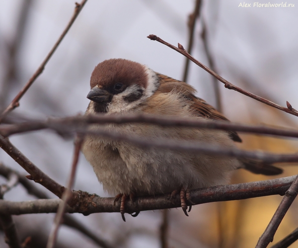 Passer montanus
Ключевые слова: Passer montanus