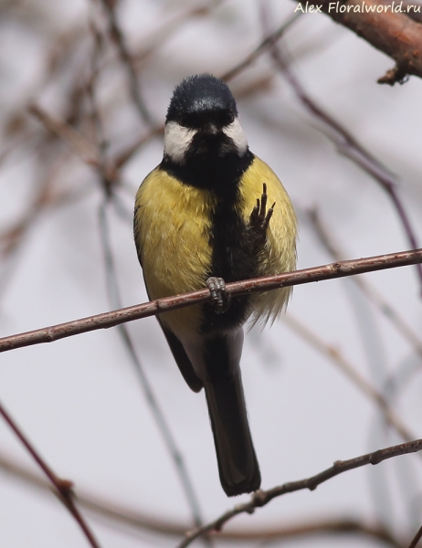 Parus major
Ключевые слова: Parus major