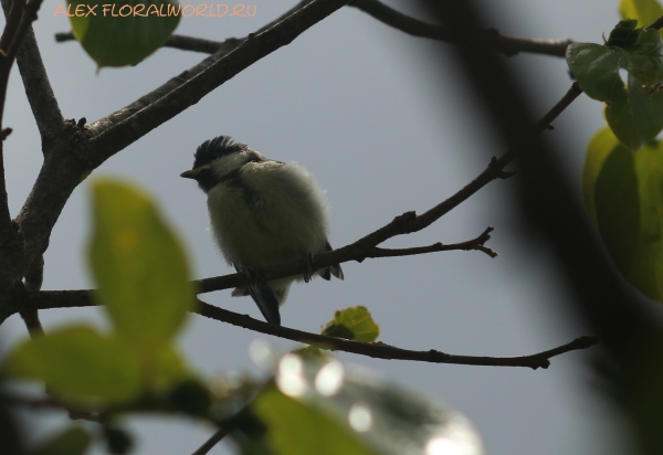 Parus major
Ключевые слова: Parus major