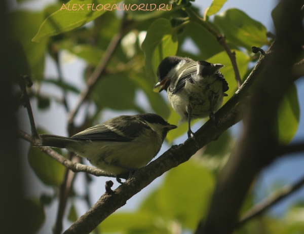 Parus major
Ключевые слова: Parus major