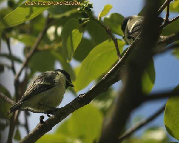 Parus major
Ключевые слова: Parus major