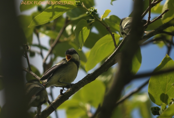 Parus major
Ключевые слова: Parus major