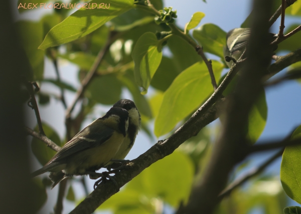 Parus major
Ключевые слова: Parus major