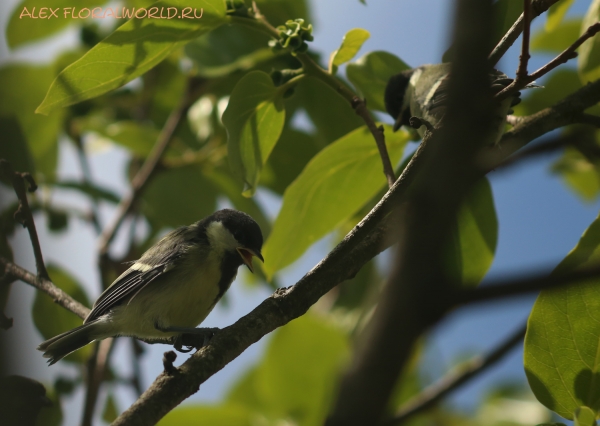 Parus major
Ключевые слова: Parus major