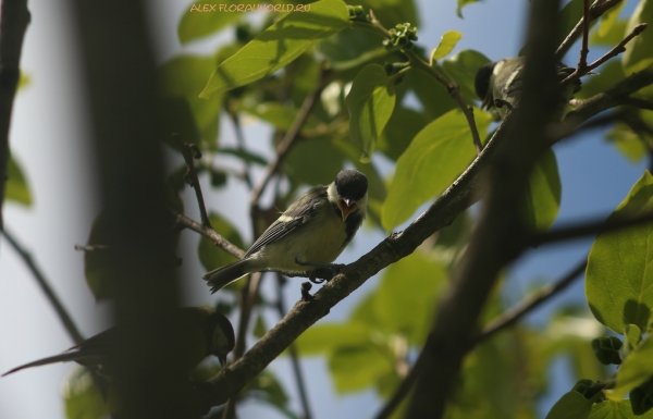 Parus major
Ключевые слова: Parus major