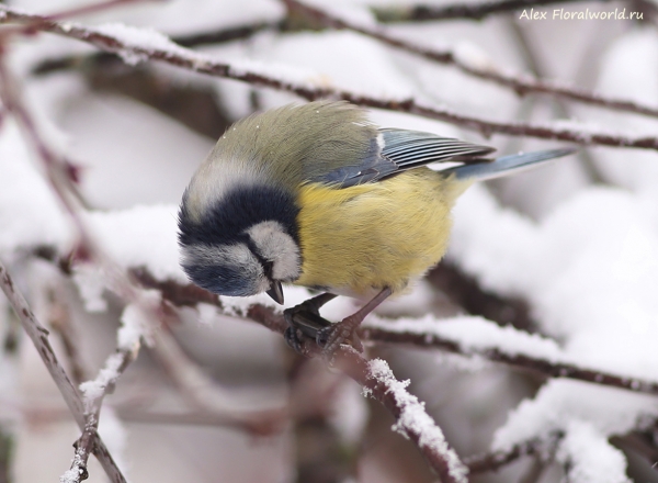 Parus caeruleus
Ключевые слова: Parus caeruleus