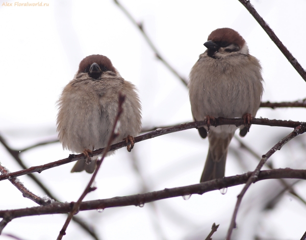 Passer montanus
Ключевые слова: Passer montanus