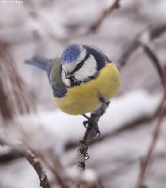 Parus caeruleus
Ключевые слова: Parus caeruleus