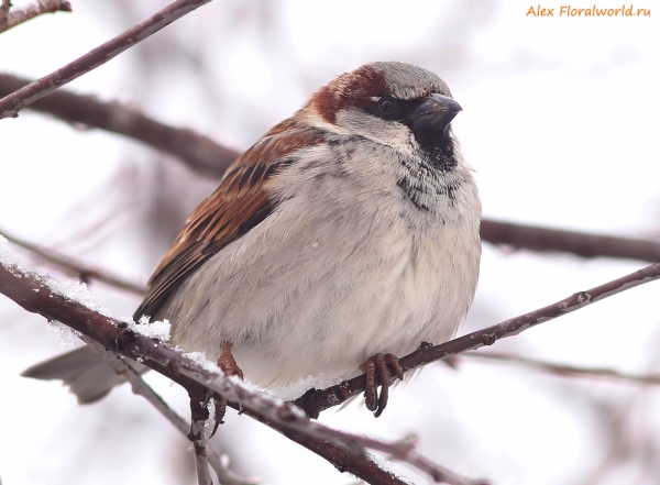Passer domesticus
Ключевые слова: Passer domesticus