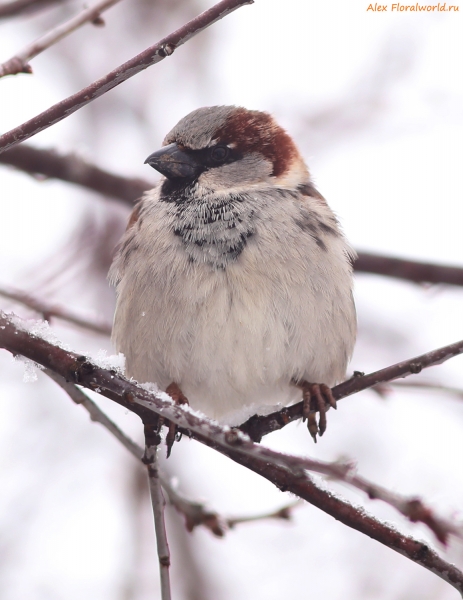 Passer domesticus
Ключевые слова: Passer domesticus