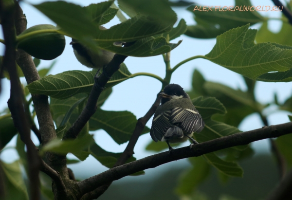 Parus major
Ключевые слова: Parus major