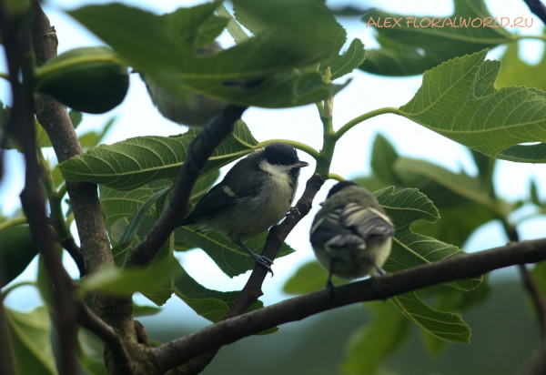 Parus major
Ключевые слова: Parus major