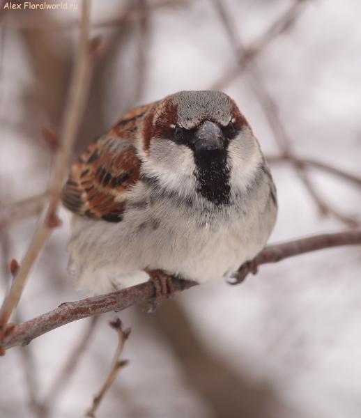 Passer domesticus
Ключевые слова: Passer domesticus