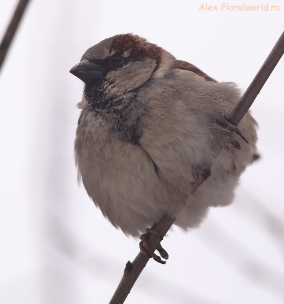 Passer domesticus
Ключевые слова: Passer domesticus